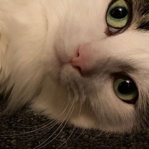 Meet your Posher, Angel